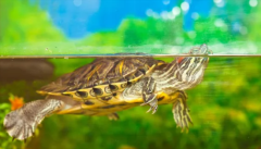 �����꿪��ʱ��4����Ϊ