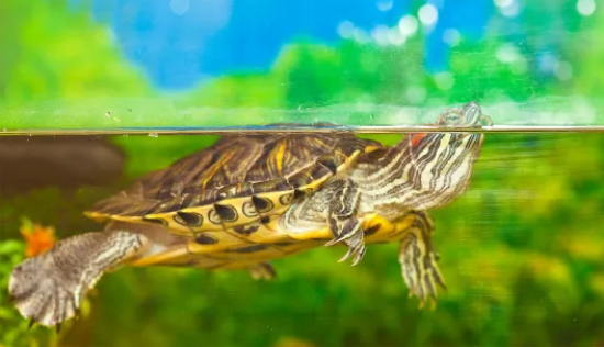 ���أ������꿪��ʱ��4����Ϊ