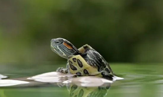 ���أ������꿪��ʱ��4����Ϊ