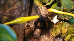 �����������ֻ�����˼·