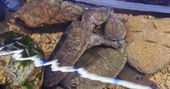 龟与其他物种混养的思路 龟与其他物种混养的思路