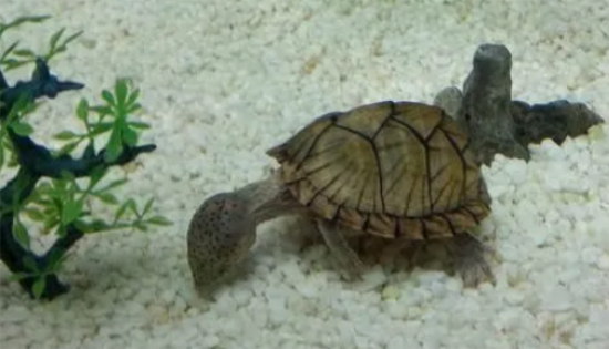 龟与其他物种混养的思路 龟与其他物种混养的思路