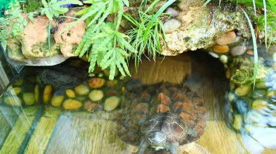 龟与其他物种混养的思路 龟与其他物种混养的思路
