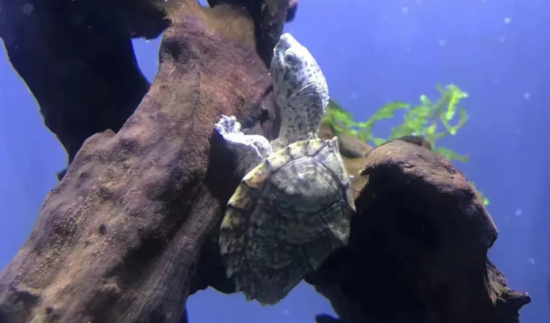 龟与其他物种混养的思路 龟与其他物种混养的思路