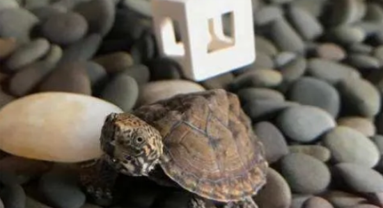 龟与其他物种混养的思路 龟与其他物种混养的思路