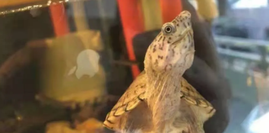 龟与其他物种混养的思路 龟与其他物种混养的思路