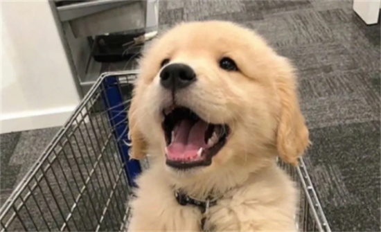 怎么判断金毛认你主人 怎么判断金毛认你主人