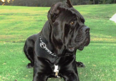 ������Ѫ֢����ô����ģ�