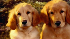 ��ëȮ��ʲôʳ�����