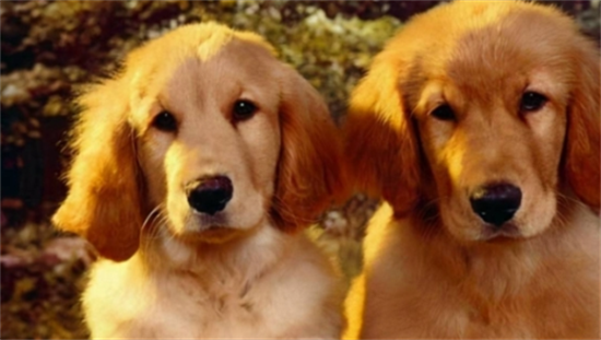 ��ëȮ��ʲôʳ�����