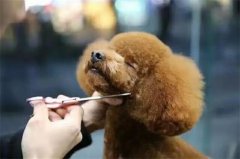 ��ëȮ��ν����ճ�ëƤ����