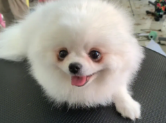 ����������ë�̳� ����������ë����