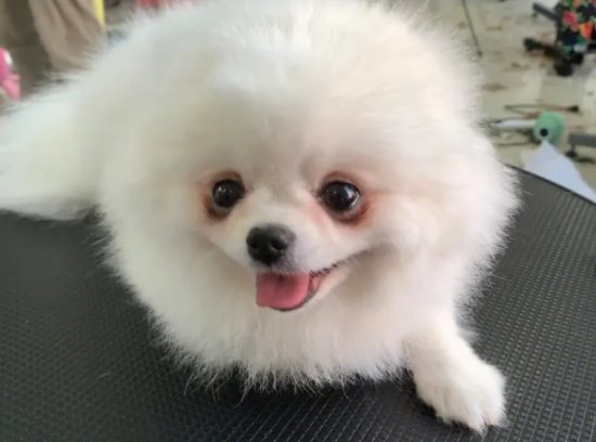 ����������ë�̳� ����������ë����