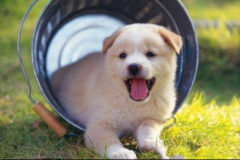 ����������ɫ��ԭ���Լ����Ʒ���