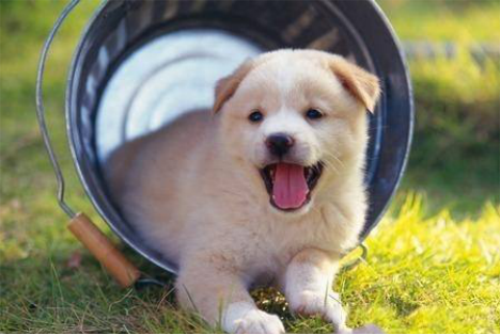 ����������ɫ��ԭ���Լ����Ʒ���