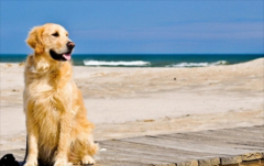 Ϊʲô�ܶ๷���½�ë