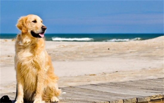 Ϊʲô�ܶ๷���½�ë