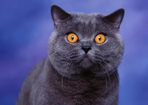 猫咪腹泻如何护理