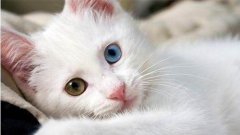 �����ѡ����è����������