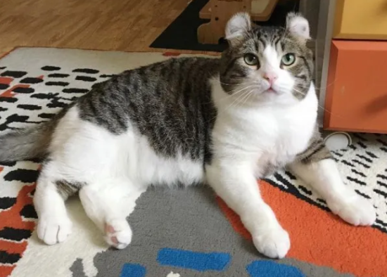 è�伱���ֲ�ؼ�ʱ���ܾ�è����