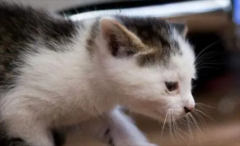 è����ʳԭ������Щ?