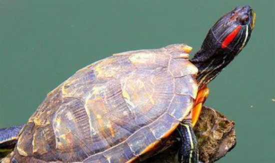 �����꿪��ʱ����ʲô���ӣ���֪��ô��