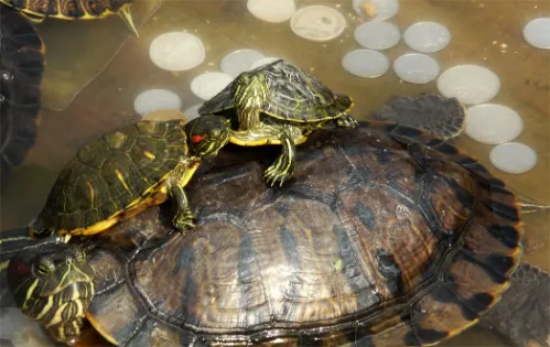 �����꿪��ʱ����ʲô���ӣ���֪��ô��