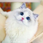 ����è�������ԭ������Щ