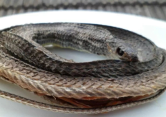 ����������ܳ�����