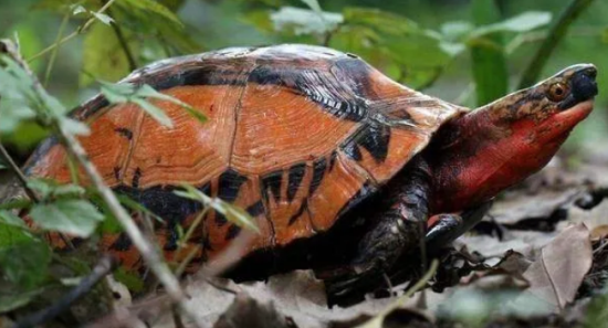 �ܷ�ֳ��Щ�궼������ң�����������