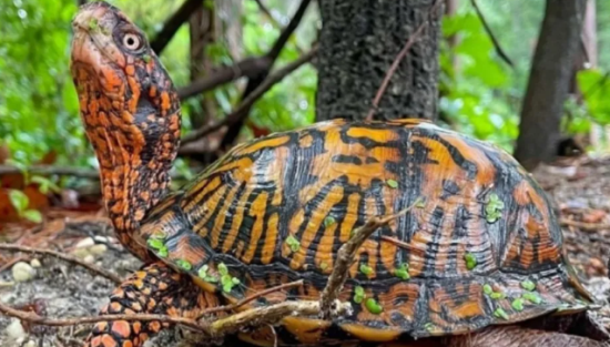 �ܷ�ֳ��Щ�궼������ң�����������