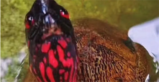 �ܷ�ֳ��Щ�궼������ң�����������