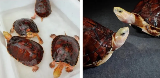 �ܷ�ֳ��Щ�궼������ң�����������