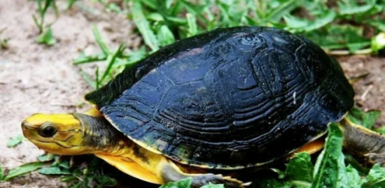 �ܷ�ֳ��Щ�궼������ң�����������