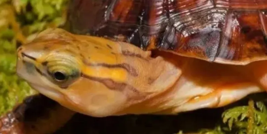 �ܷ�ֳ��Щ�궼������ң�����������