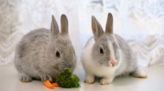 �������������ϵ�����䷽