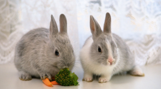 ���������ϵ�����䷽