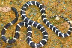 �����ߺ��岽��˭����