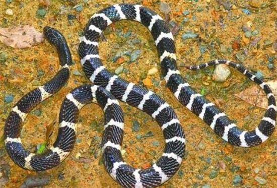 �����ߺ��岽��˭����