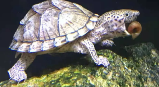 ���������ġ������ơ���