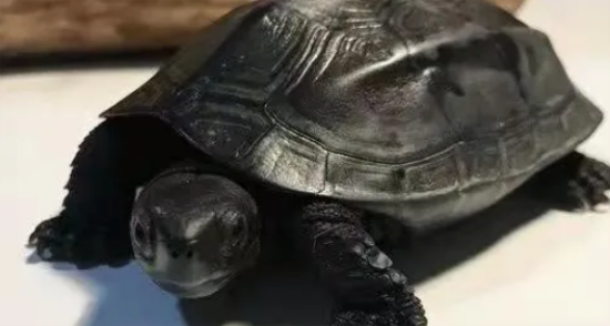 ���������ġ������ơ���