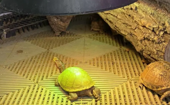 ���������ġ������ơ���