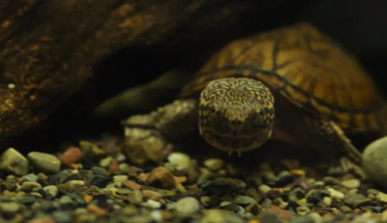 ���������ġ������ơ���