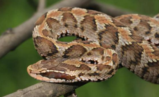 �����߶��Դ���