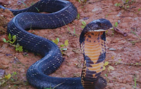 ��ͷ�����ж���