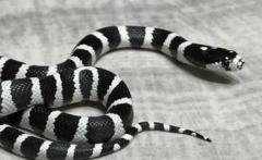 �����ߺ��۾���˭����