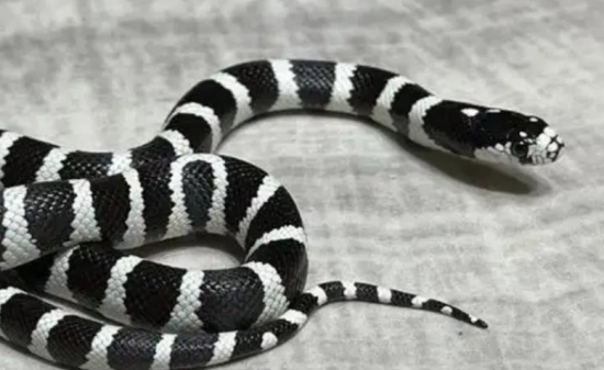 �����ߺ��۾���˭����