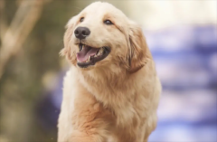 ��ëҧ�˵ļ��ʶ��