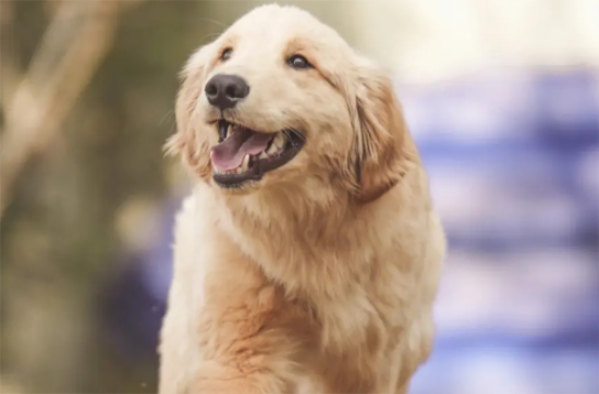 ��ëҧ�˵ļ��ʶ��