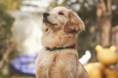 ��ë��Ҫ��������